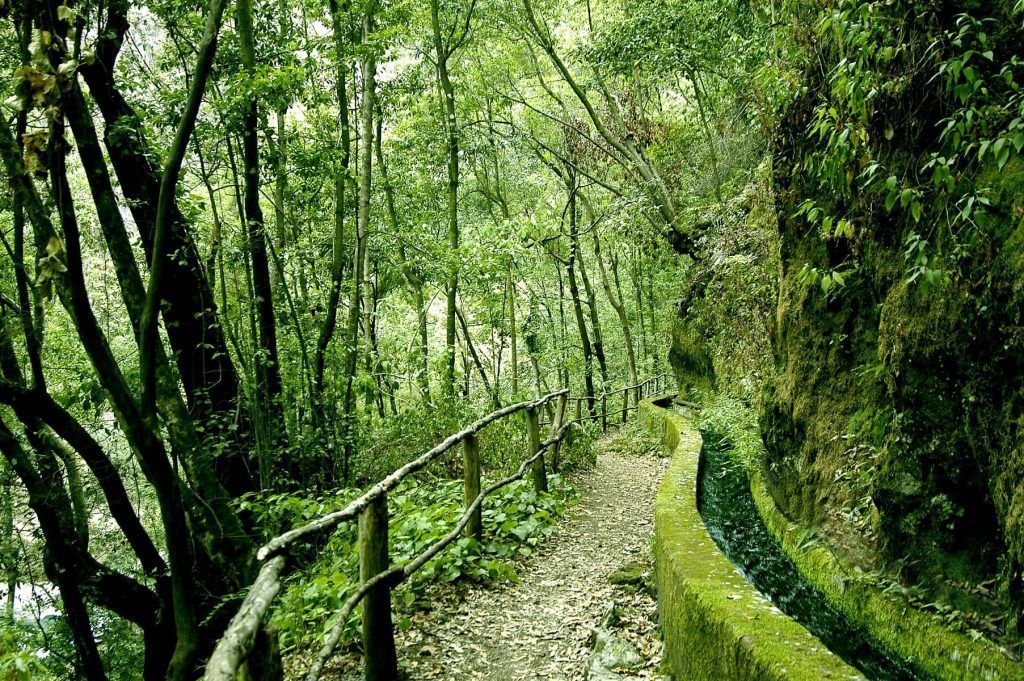 bosque de los tilos en la palma pfernandez