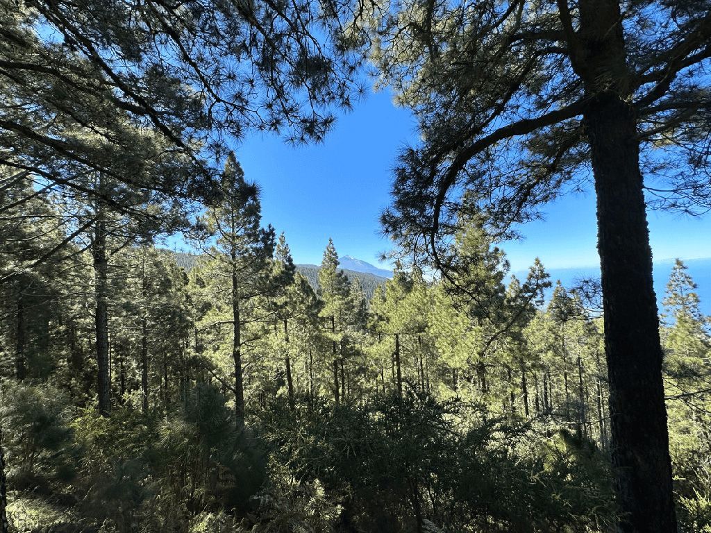 Bosque de pino canario y vistas desde el Mirador de Ortuño