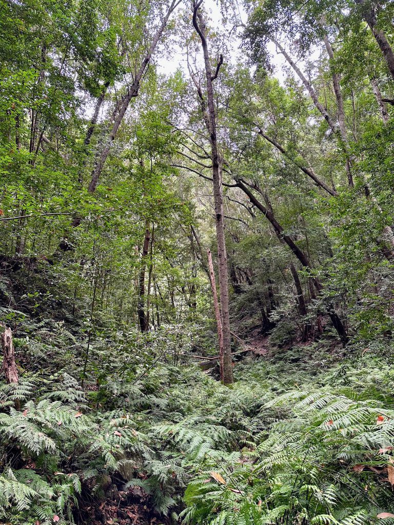 bosque frondoso en cubo de la galga