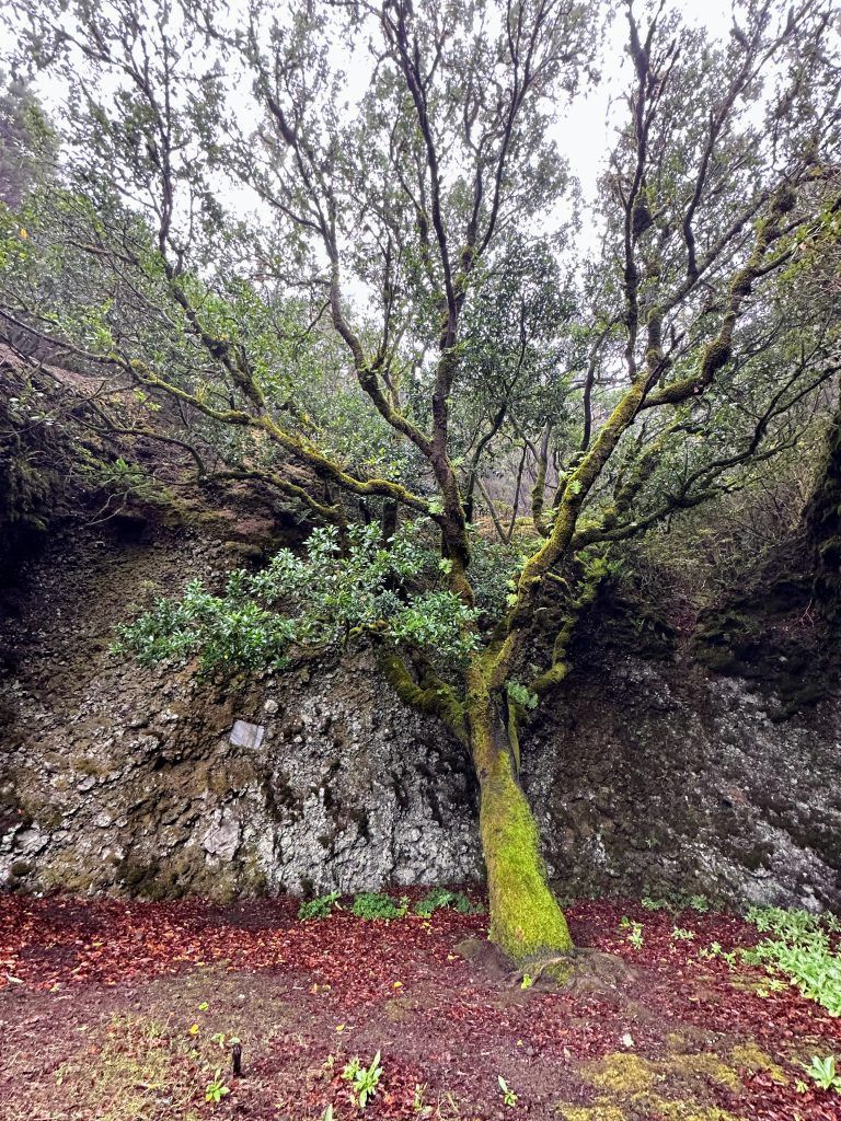 arbol sagrado de garoé