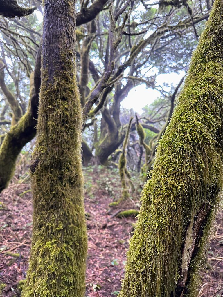 arboles en el sendero de la llania