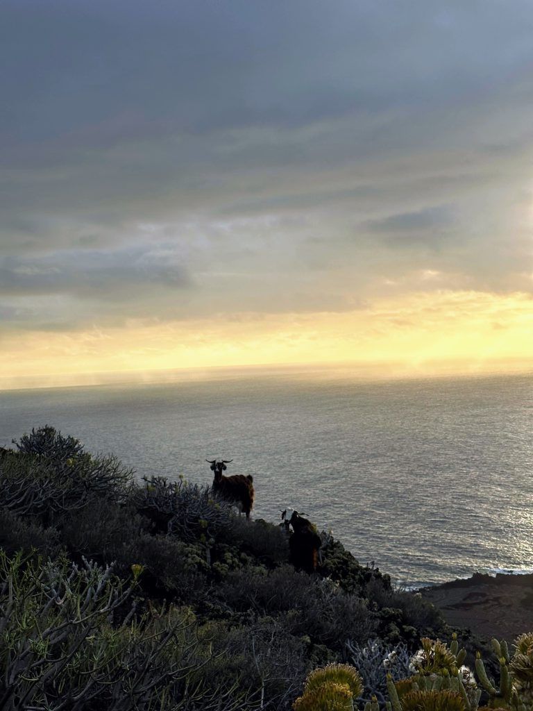 cabras junto al mirador