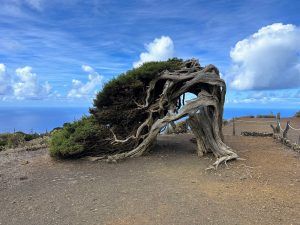 el sabinar de el hierro
