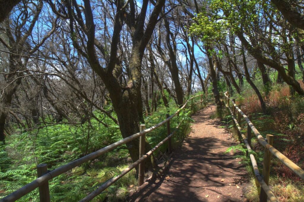 Sendero entre la laurisilva de Garajonay
